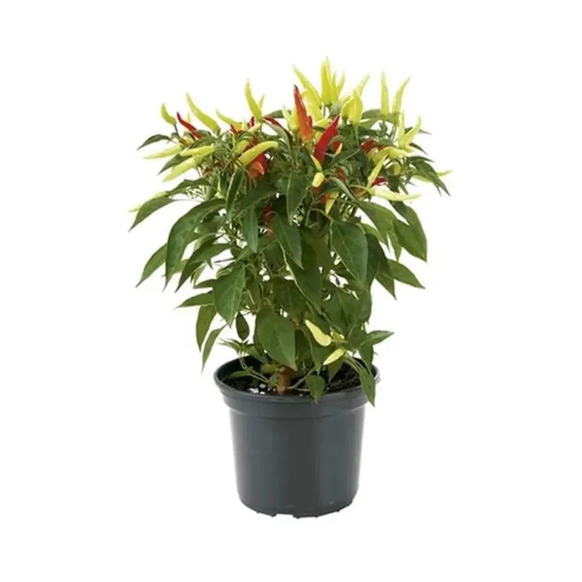 Pimenta Ornamental Pote N14