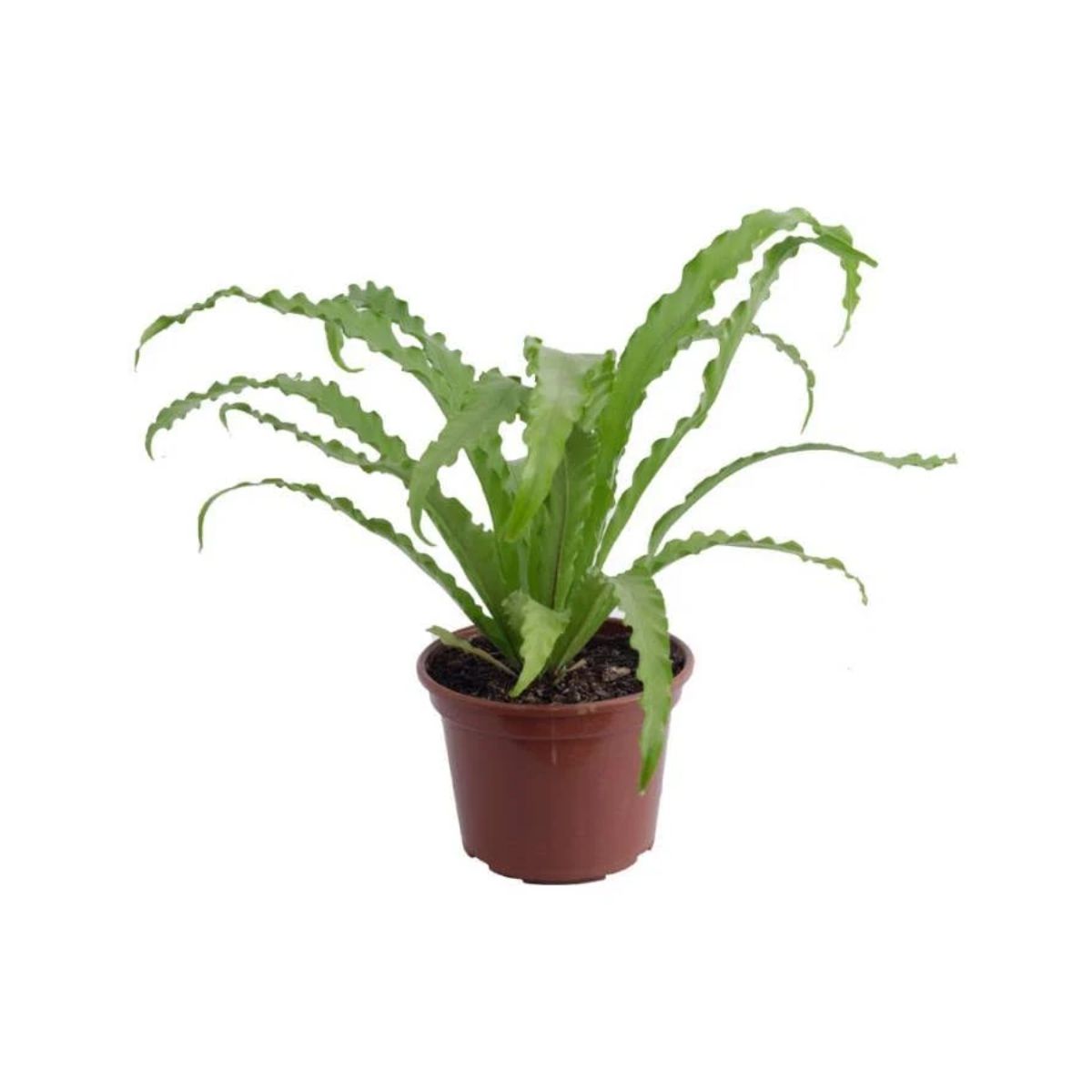 ASPLENIUM OSAKA CRESPO P14