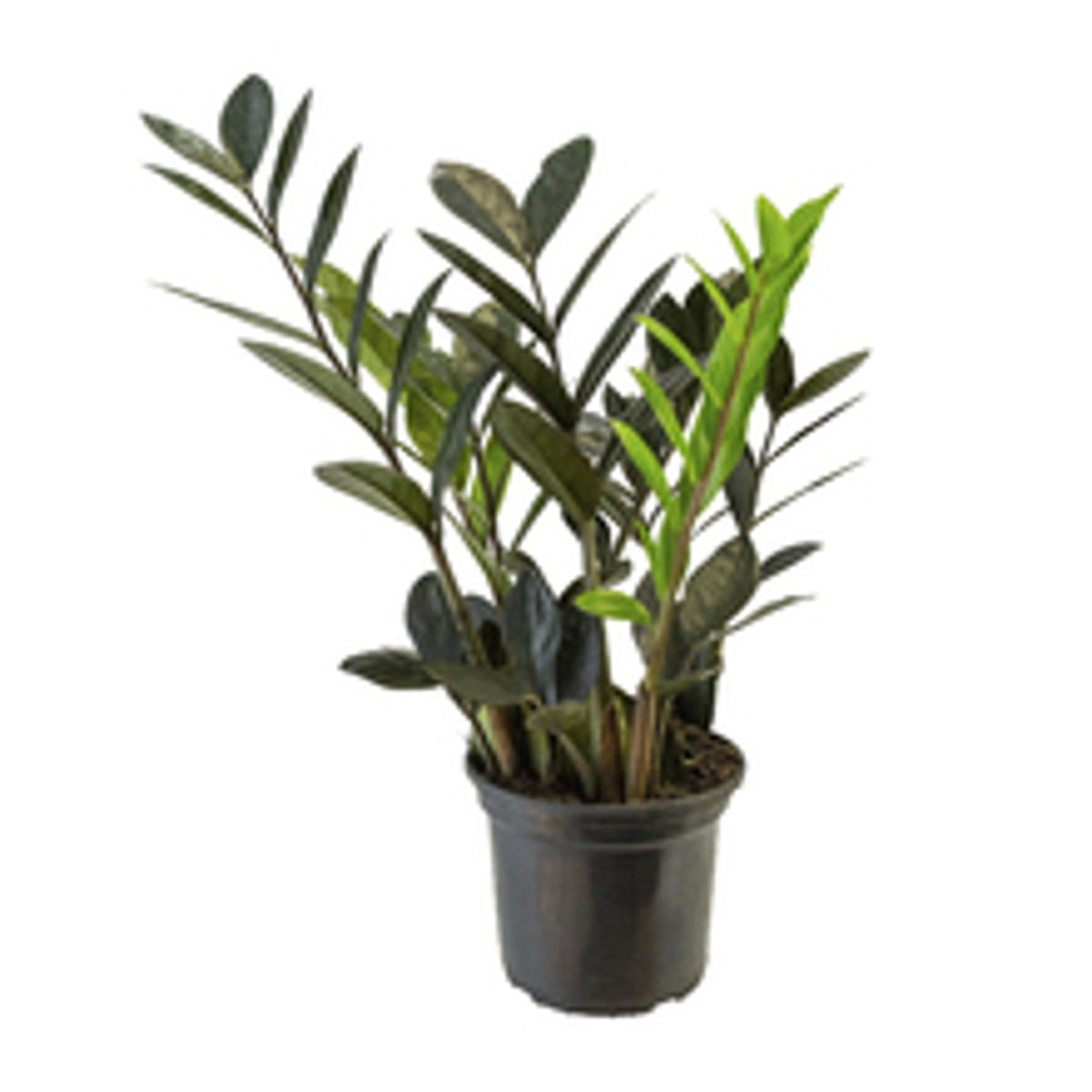 Muda Zamioculcas Black Queen Pote 14