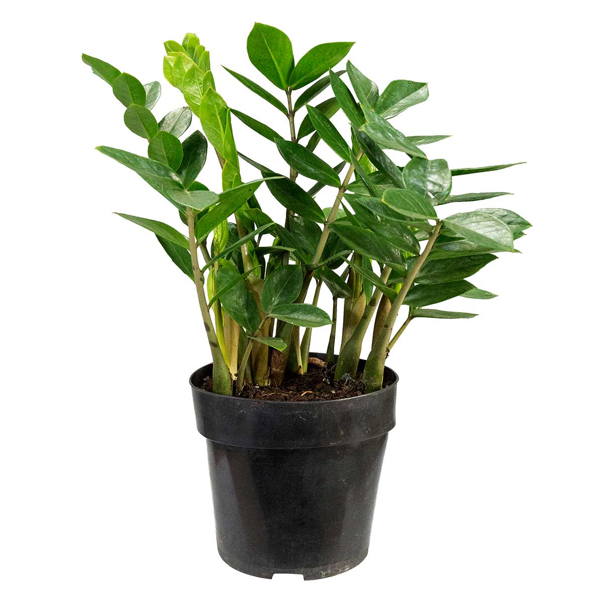 Zamioculcas P17